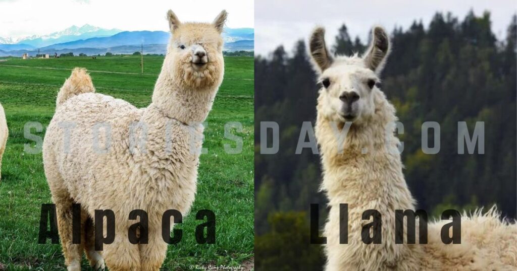 Fiber and Coat Differences
