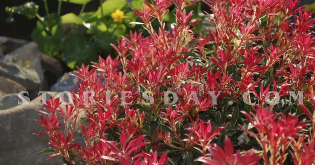 How to Plant Successfully