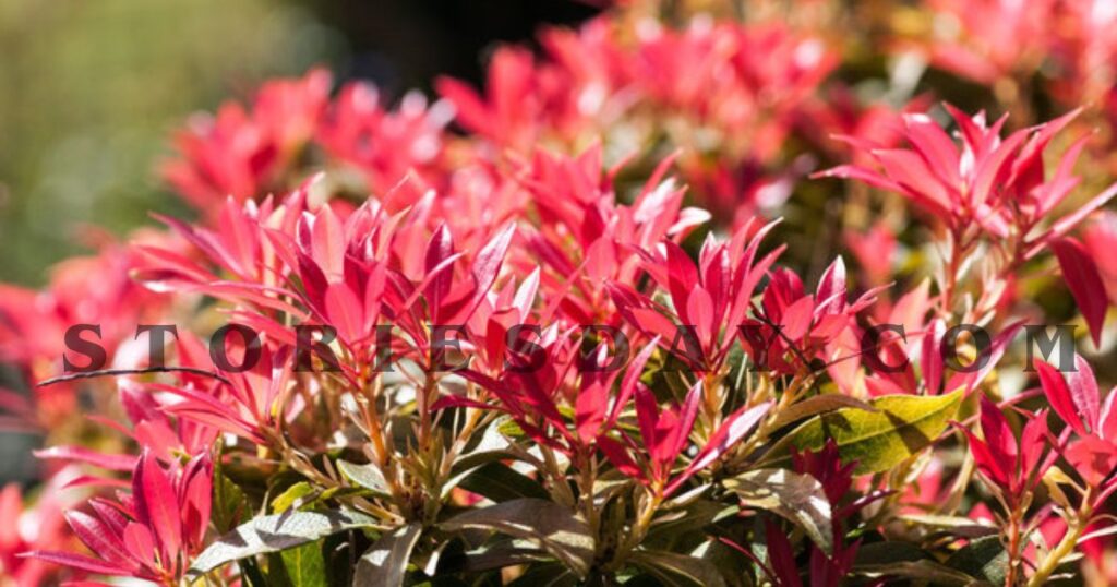 pieris rotsheide